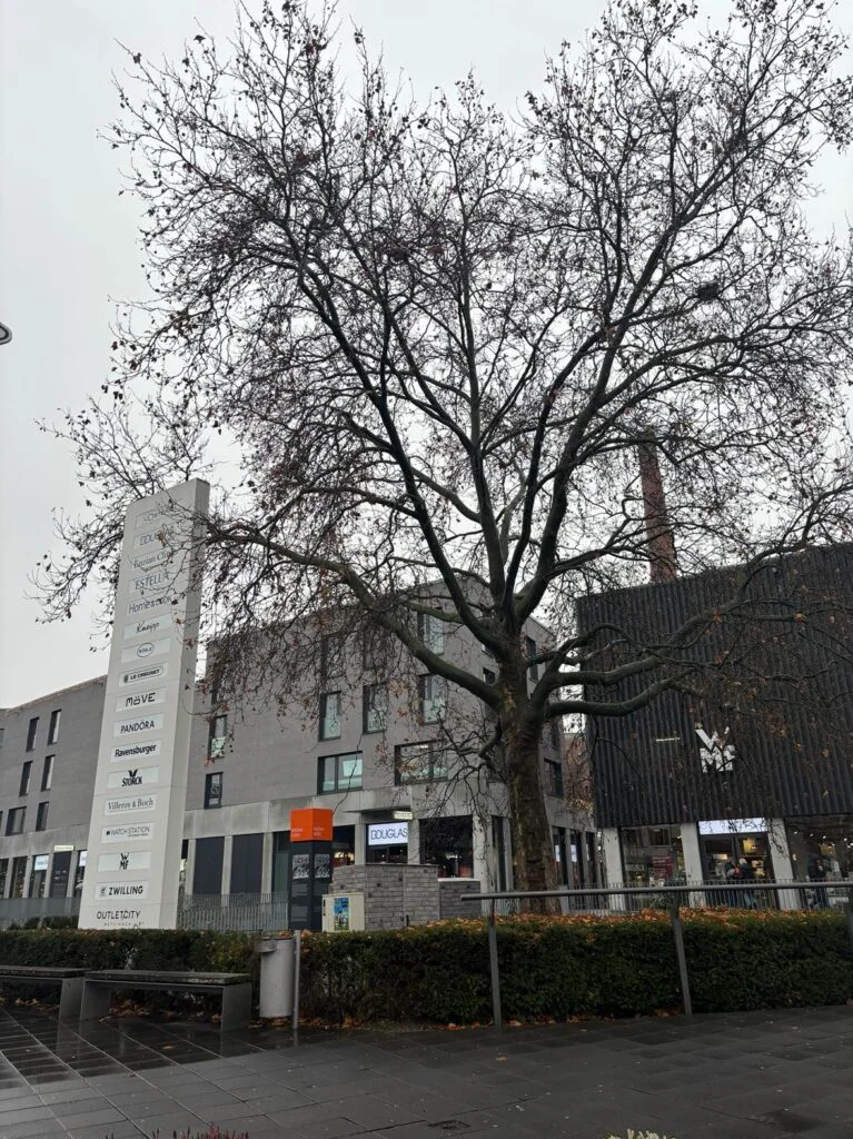 dailybiojuan-germany-prepare-visual-13